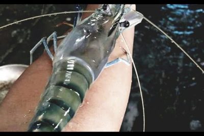 kolam memancing udang jaya sepakat