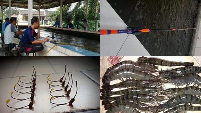 kolam memancing udang uk