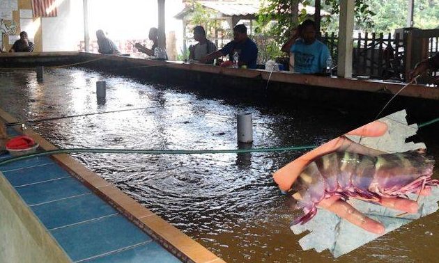 Kolam memancing udang 1 kolam memancing udang