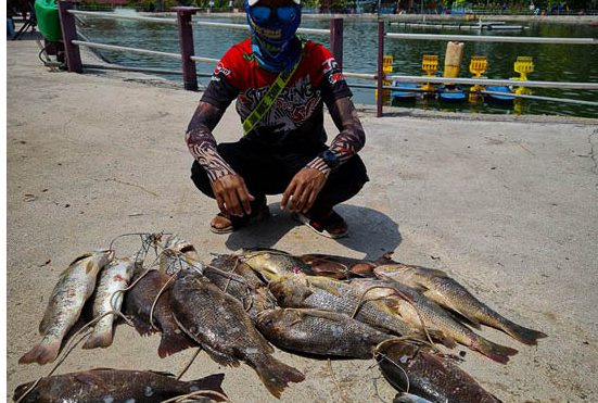 KOLAM PANCING AIR MASIN, ANAK MOMOGUN RESORT KUDAT. 1 kolam pancing air masin anak momogun resort kudat
