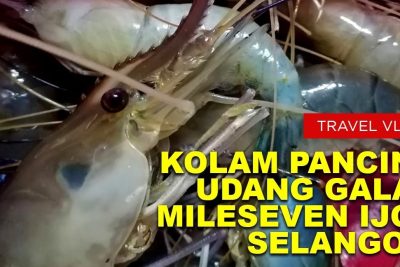 kolam pancing galah king