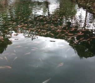 kolam pancing ikan mriidaa 91