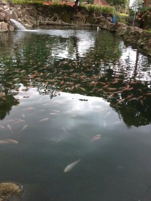 Kolam Pancing Ikan Mriidaa 91 1 kolam pancing ikan mriidaa 91