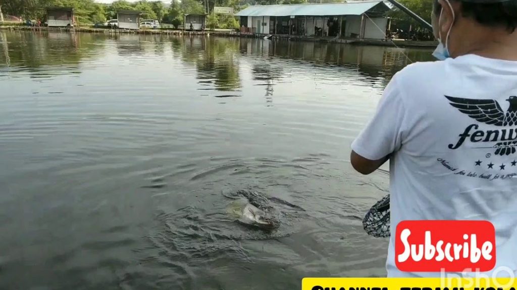 Kolam Pancing Pulau Meranti 1 kolam pancing pulau meranti