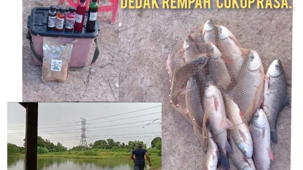 Kolam Pancing Tasik Semata Indah 1 kolam pancing tasik semata indah