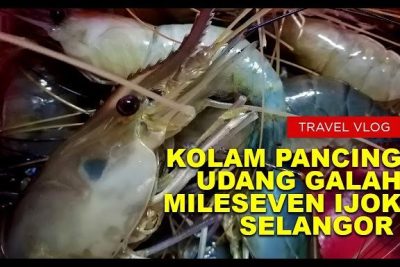 kolam pancing udang galah 394