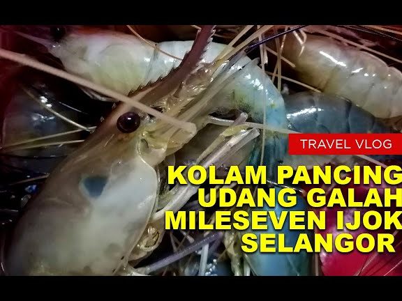 Kolam Pancing Udang Galah 394 1 kolam pancing udang galah 394