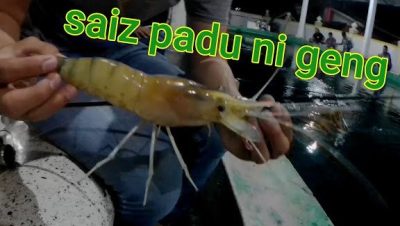 kolam pancing udang galah along merbok 1