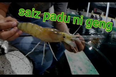 kolam pancing udang galah along merbok 1