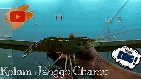 kolam pancing udang galah cheneh jenggo