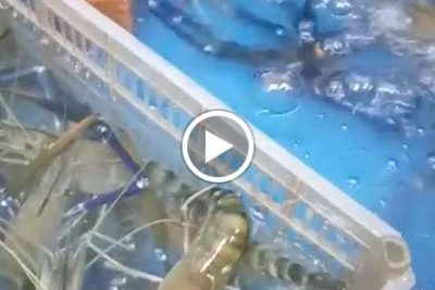 kolam pancing udang galah im15