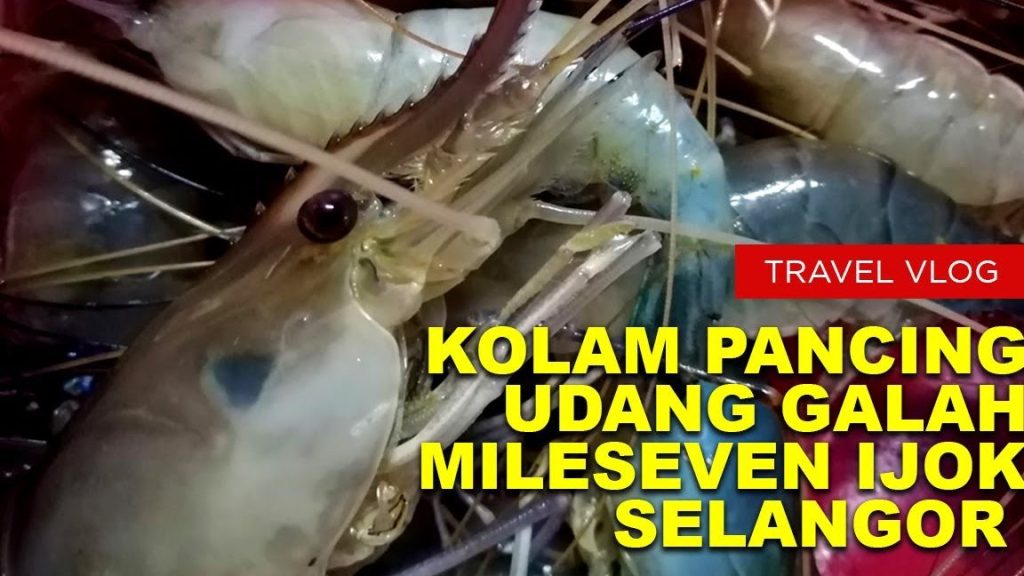 Kolam Pancing Udang Galah Mileseven Ijok 1 kolam pancing udang galah mileseven ijok
