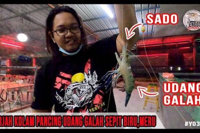 kolam pancing udang galah sepit biru meru klang