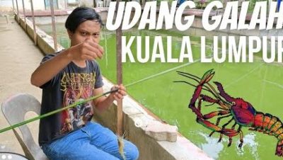 kolam pancing udang galah sz
