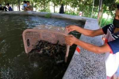 kolam pancing udang galah xdd