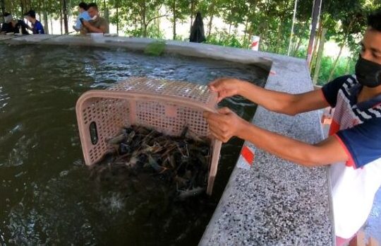 Kolam Pancing Udang Galah 1 kolam pancing udang galah