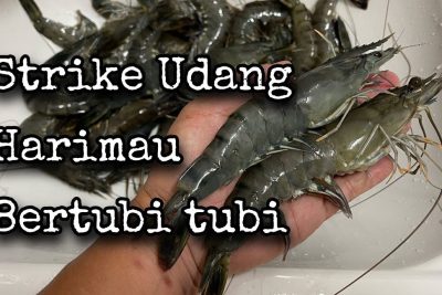 kolam pancing udang harimau kesuma