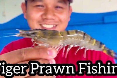 kolam pancing udang harimau kk