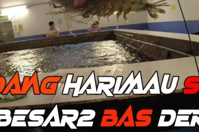 kolam pancing udang m1