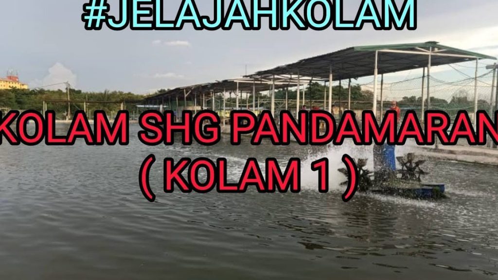 kolam pancing udang pandamaran 1 kolam pancing udang pandamaran