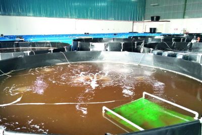 kolam ternakan udang