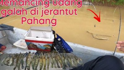 kolam udang di jerantut malaysia panduan lengkap tempat memancing rekreasi keluarga