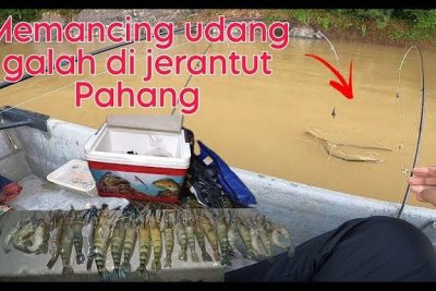 kolam udang di jerantut malaysia panduan lengkap tempat memancing rekreasi keluarga