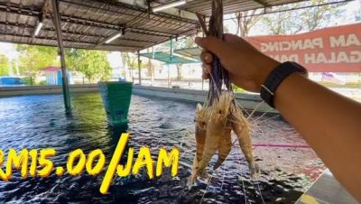 kolam udang di kangar malaysia tempat terbaik untuk pengalaman memancing yang menenangkan