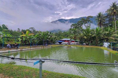 kolam udang di kuala lipis malaysia tempat terbaik untuk aktiviti memancing udang di pahang