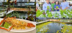 kolam udang di song malaysia panduan lengkap untuk pelancong dan peminat makanan laut