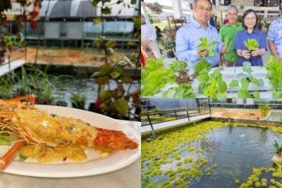 kolam udang di sri aman malaysia panduan lengkap untuk pelancong dan peminat makanan laut