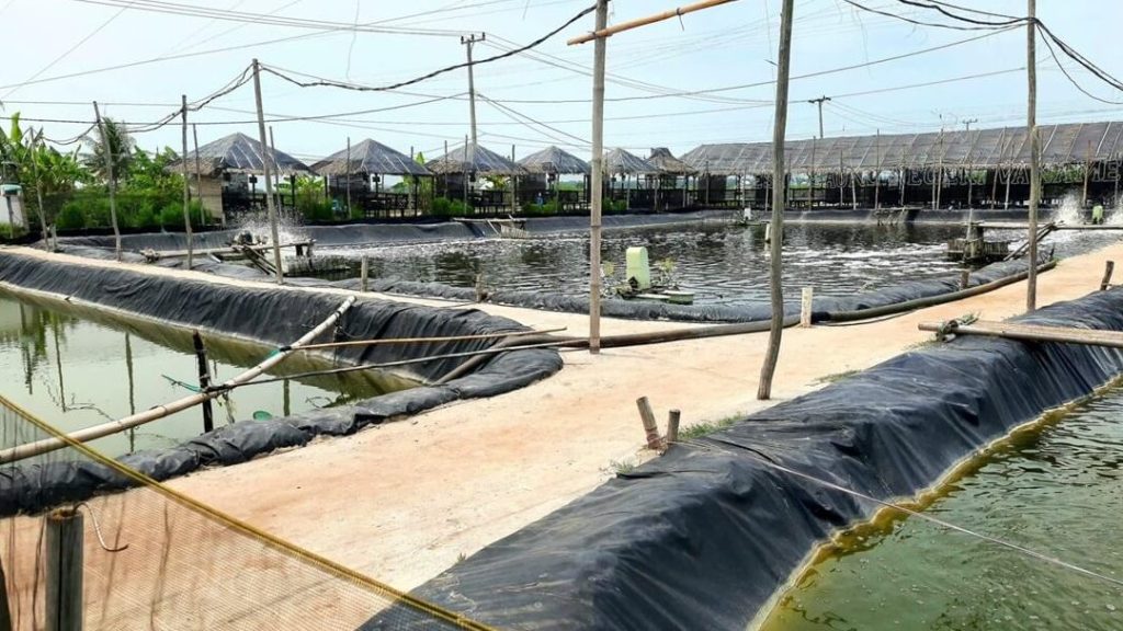 Kolam Udang Hananiezwan 1 kolam udang hananiezwan