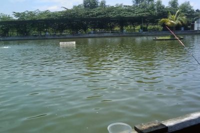 kolam udang kota kemuning