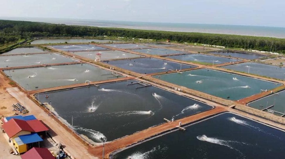 Kolam udang labian 1 kolam udang labian