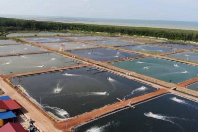 kolam udang sungai tangkas