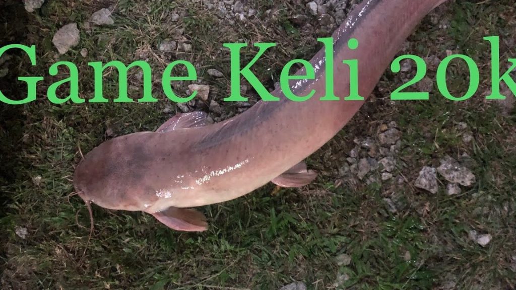 Kolam Yop Bota Fishing 1 kolam yop bota fishing