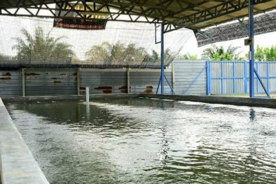 ladang memancing udang kamunting 1