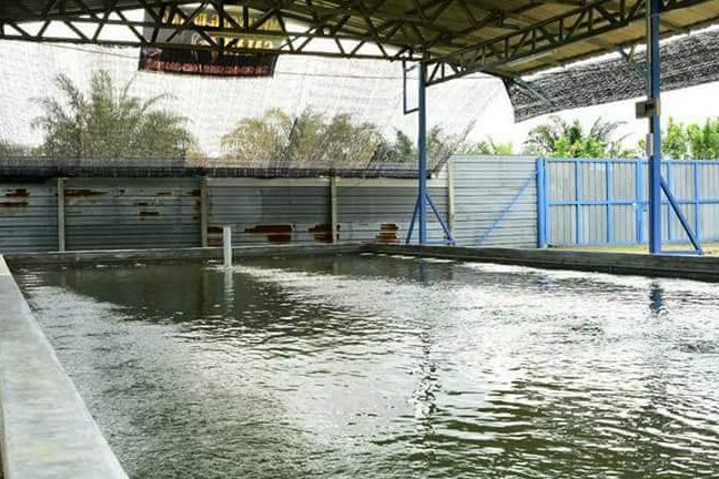 Ladang Memancing Udang Kamunting 1 ladang memancing udang kamunting 1