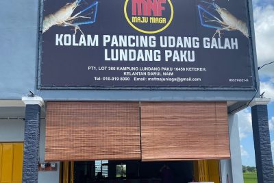 maju kolam pancing udang galah