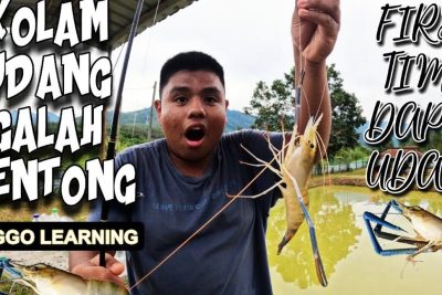 memancing kolam udang galah lorong 35 pontian 1