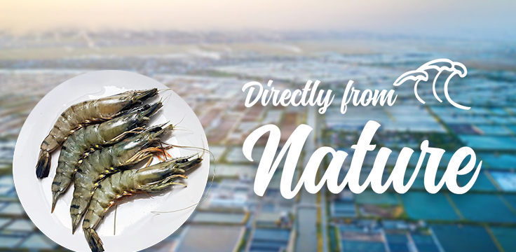 Nagalang Prawn Farming Sdn. Bhd. 1 nagalang prawn farming sdn bhd