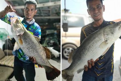 port siakap dan udang putih 1