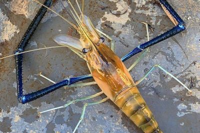 pusat mancing udang galah grp e99293e899bee59cba