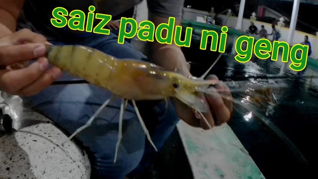 Pusat Menmancing Udang Pinang A 1 pusat menmancing udang pinang a
