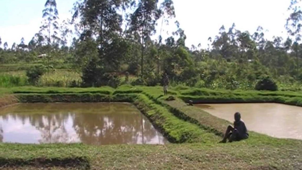 Samajadi Fishing Pond 1 samajadi fishing pond 1