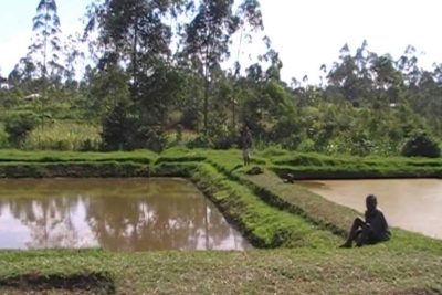 samajadi fishing pond 1