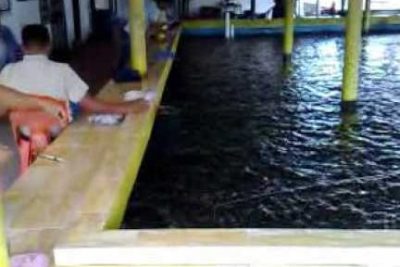 sea lion kolam udang