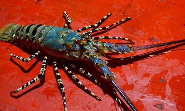 Udang Kara & Udang Galah Nibong Tebal 1 udang kara udang galah nibong tebal