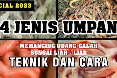 umpan udang galah pekan
