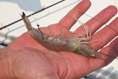 umpan udang hidup along